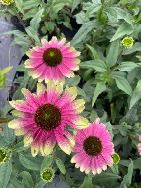 Echinacea Sweet Sandia New Unique Coneflower in 3" Pots-- Live Potted Plants!